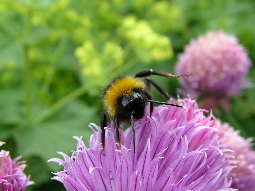 Ian's photograph of bee
